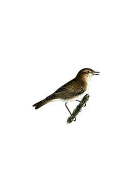 Common Chiffchaff Bird