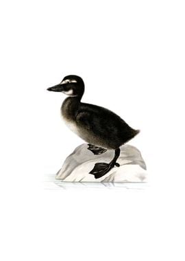 Vintage Common Eider Duck