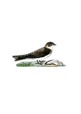 Vintage Sand Martins Bird