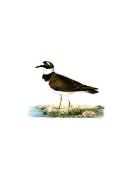 Little Ringed Plover Bird