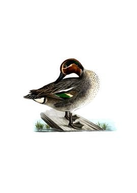 Vintage Eurasian Teal Duck