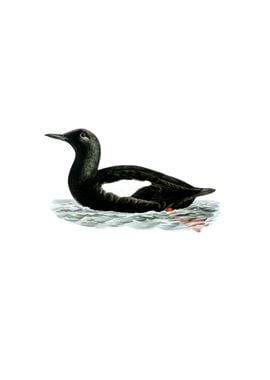 Black Guillemot Duck Bird