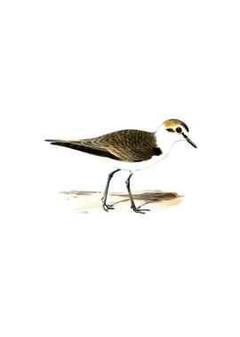 Kentish Plover Bird