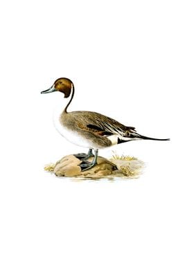 Northern Pintail Duck