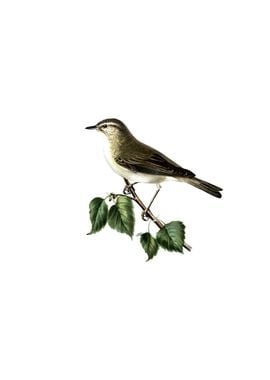 Vintage Willow Warbler