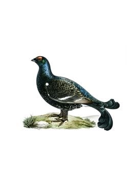 Vintage Black Grouse Bird