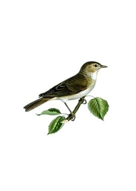 Vintage Garden Warbler