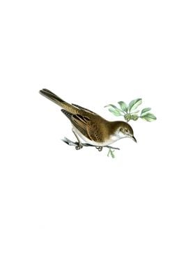 Common Whitethroat Bird