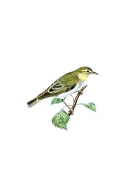 Vintage Wood Warbler Bird