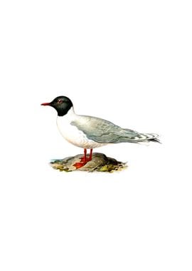 Vintage Little Gull Bird