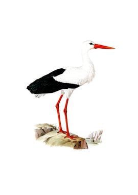 Vintage White Stork Bird