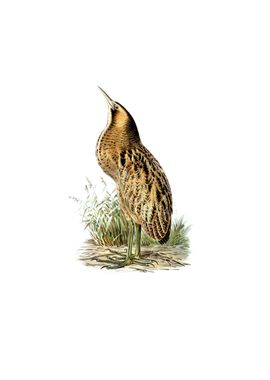 Vintage Bittern Bird