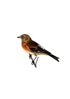 Vintage Brambling Bird