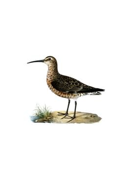 Curlew Sandpiper Bird