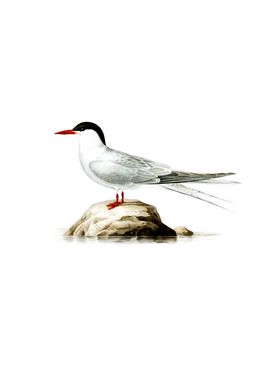 Vintage Arctic Tern Bird