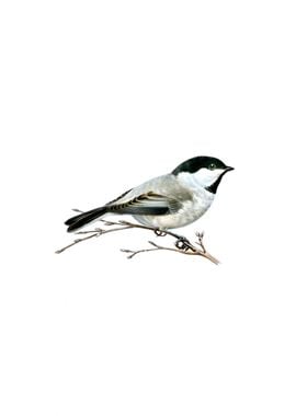 Black Capped Chickadee