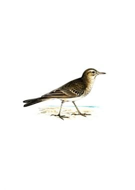 Vintage Tawny Pipit Bird