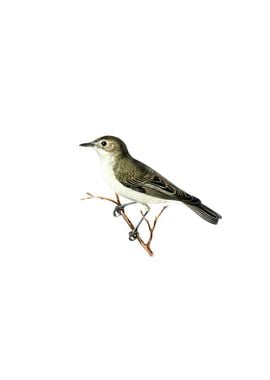 Vintage Tree Warbler Bird