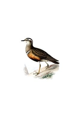 Eurasian Dotterel Bird