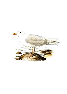 Vintage Glaucous Gull Bird