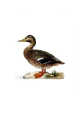 Vintage Mallard Duck