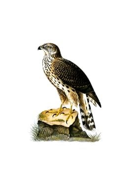 Vintage Goshawk Bird