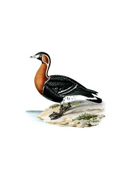 Red Breasted Goose Bird