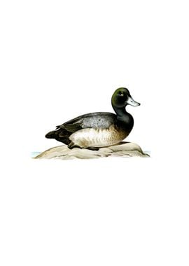 Vintage Greater Scaup Duck