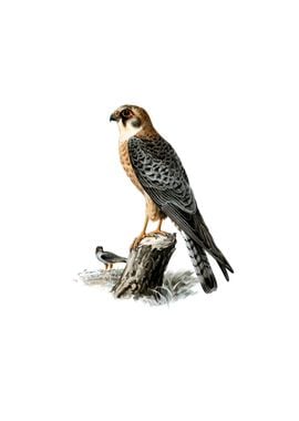 Vintage Red Footed Falcon