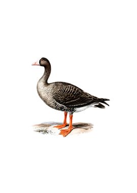 Lesser White Fronted Goose