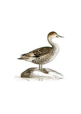 Northern Pintail Duck