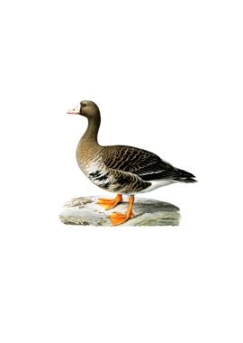 White Fronted Goose