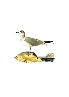 Vintage Common Gull Bird