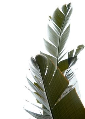 Travellers Palm Leaves 05