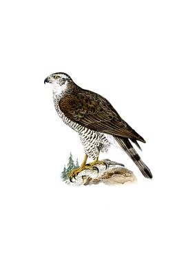 Vintage Goshawk Bird