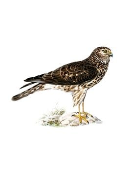 Vintage Hen Harrier Hawk