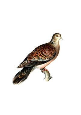 Oriental Turtle Dove Bird