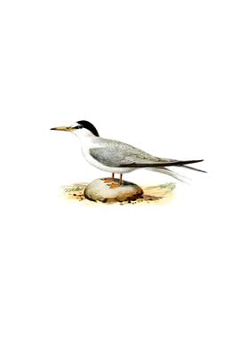 Vintage Little Tern Bird