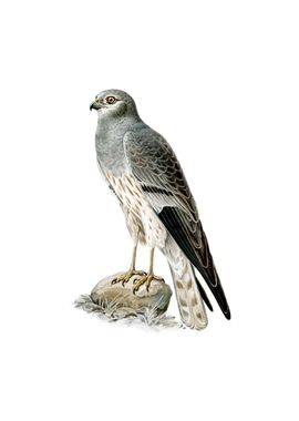 Montagus Harrier Hawk