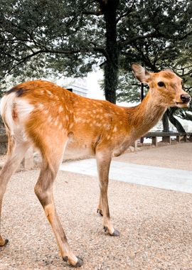 Curious Deer in Nara Japan