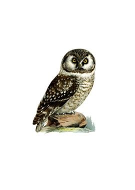 Vintage Boreal Owl Bird