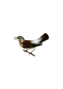 Fieldfare Bird