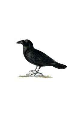 Vintage Common Raven Bird