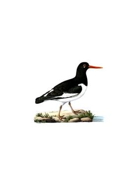 Eurasian Oystercatcher