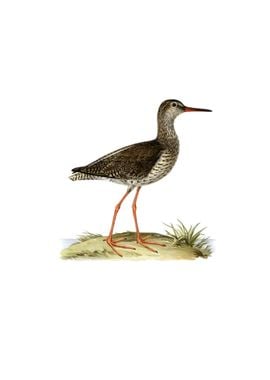 Common Redshank Bird