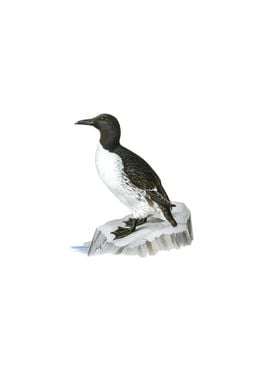 Vintage Common Murre Bird