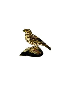 Vintage Corn Bunting Bird