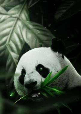 Panda