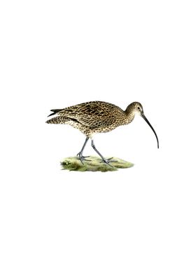 Eurasian Curlew Bird