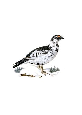 Grouse Ptarmigan Bird